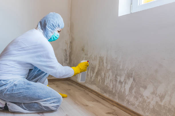 Licensed Mold Remediation service in Westmont, IL - WQB Mold Removal